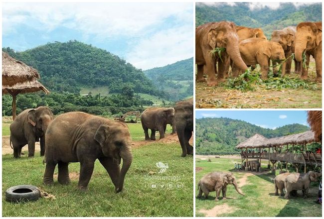 Parc naturel des éléphants