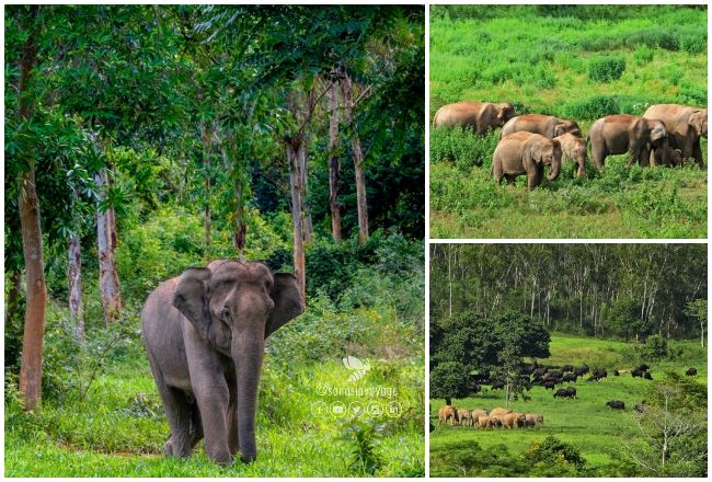 Parc national de Kui Buri