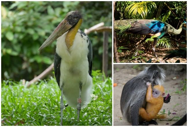 Centre d'Angkor pour la conservation de la biodiversité