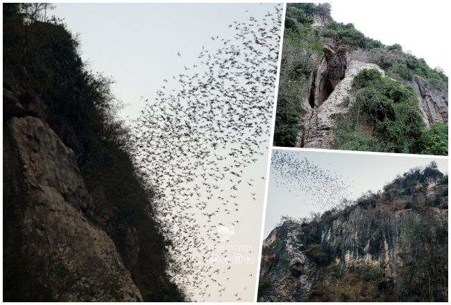 grottes de chauves-souris