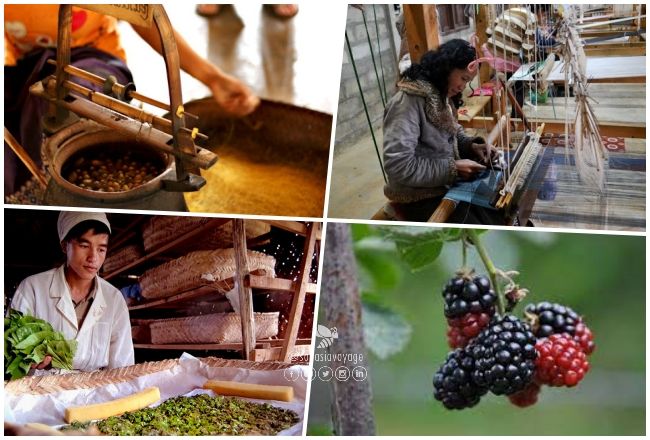 Ferme de soie biologique Mulberries