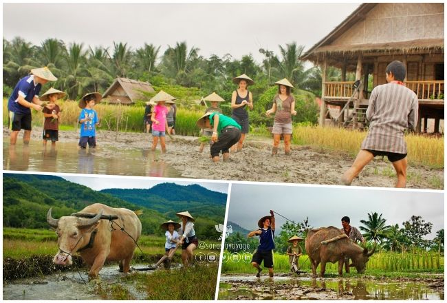 Living Land Farm