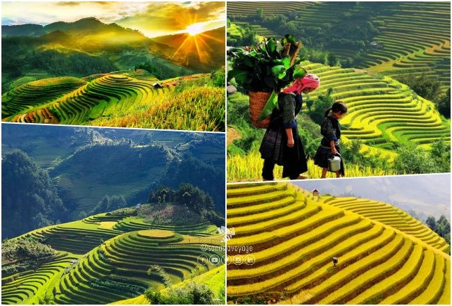 Mu Cang Chai