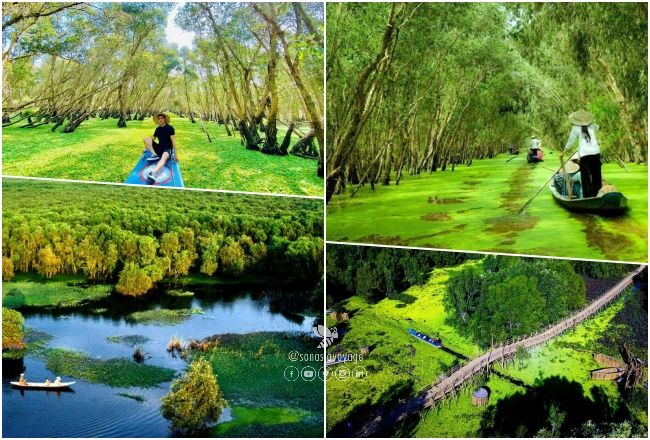 Forêt de melaleuca de Tra Su